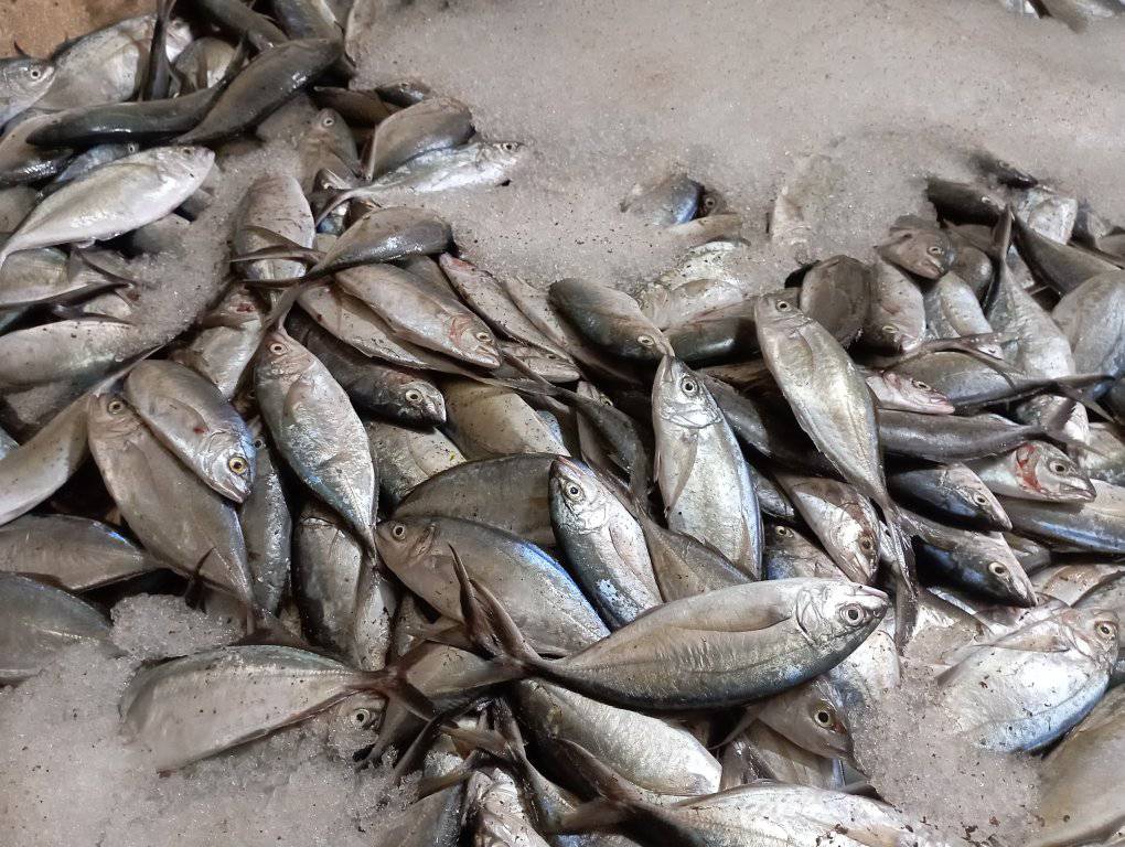 Inicia en Moa la venta de pescados en las bodegas 